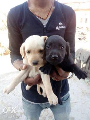 1 Yellow And 1 Black Labrador Retriever Puppies