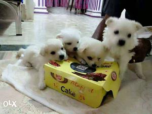 1 month old..pure white cute pomerenian puppiezz