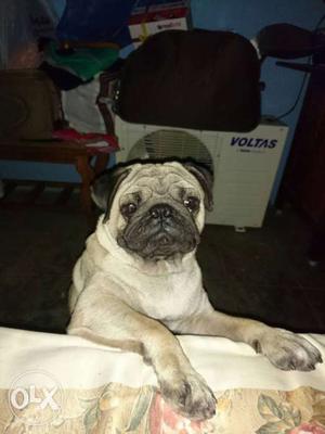 1 year pug male available