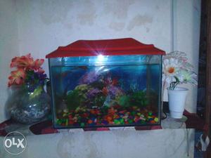 1month old aquarium and 5 fish in low price