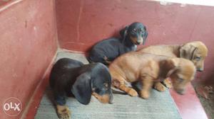 2 Black And 2 Red Dachshund Puppies