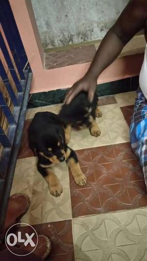 2 Black And Brown Short Coated Puppies rotweiller