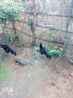 2 Black And Red Roosters