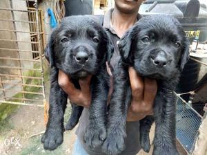 2 Black Labrardor Retriever Puppy