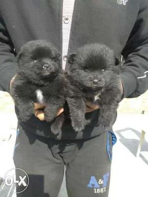 2 Black Toy Pom Puppies
