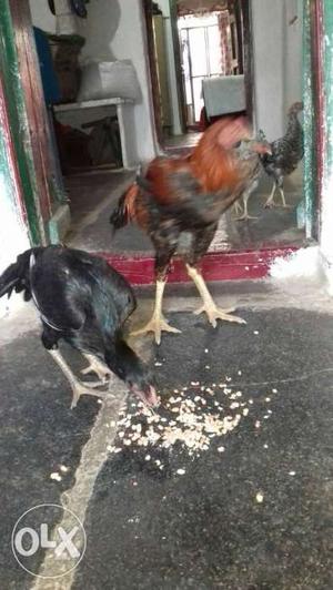 2 Brown And Black Roosters