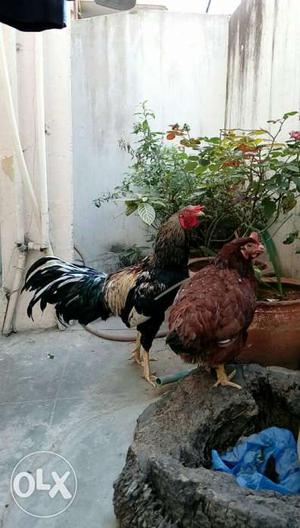 2 Roosters