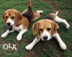 2 Tri-colored Beagle Puppies