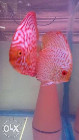2 White And Red Flat Aquarium Fishes