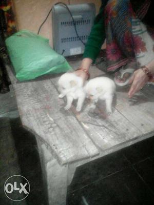 2 White Medium Coated Puppies