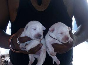 2 White Smooth Coated Newborn Puppies