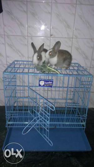 2 active rabbit with rabbit
