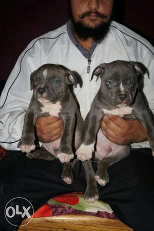 2 blue and Black Pitbull Puppies