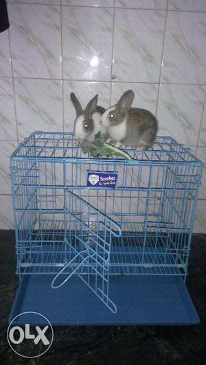 2 cute rabbit with cage only rs 