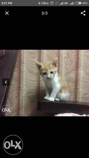 2 months old kittens, arabian mau breed 2 cats