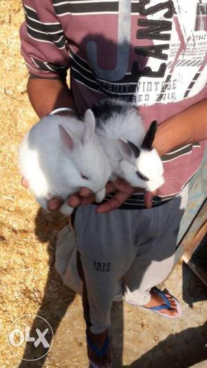 2 pure rabbit (angora nasal)