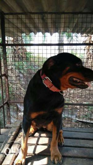 2 yrs female Rottweiler for sale with certificate