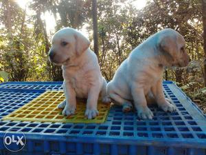 26 days old lab puppies Contact i9