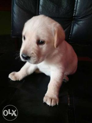 27 days nice Labrador puppies...want to sell 1pc