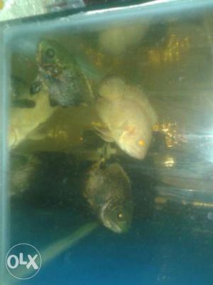 3 Oscar Coper and Albino Fish