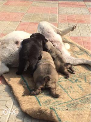 3 Smooth Coated Newborn Puppies