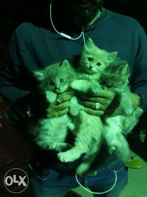 3 Tabby Kittens