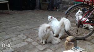 3 White Persian Cats