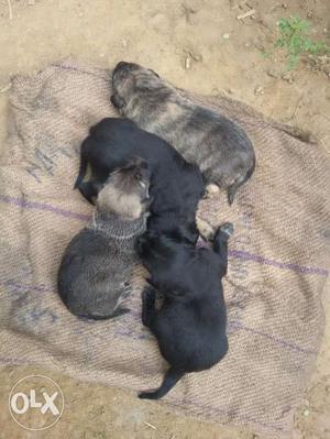 4 Labra Puppies