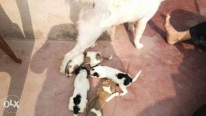 4 Smooth Coated Newborn Puppies