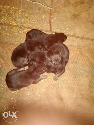 5 Brown Short Coated Puppy Litter