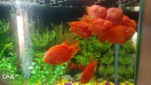 5 pair Blood Red Parr0t fish available, very