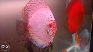 6 discus fish 5+ inch for sale