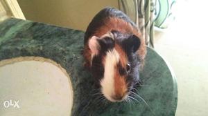 6 month old guinea pig male female with cage