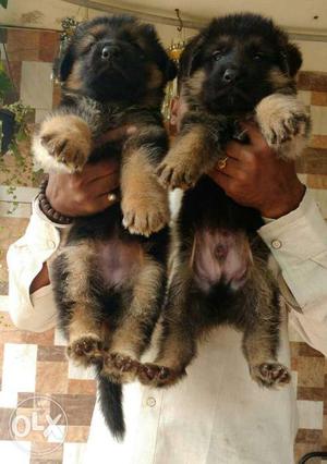 Active and healthy German Shepherd pup available