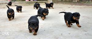 All types of dog breed available at cheap cost