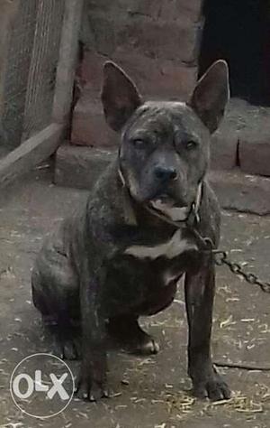 American Pitbull Female for sell age6 month Location-Moga
