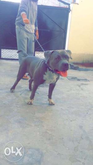 American bully age 10 months blue coloured