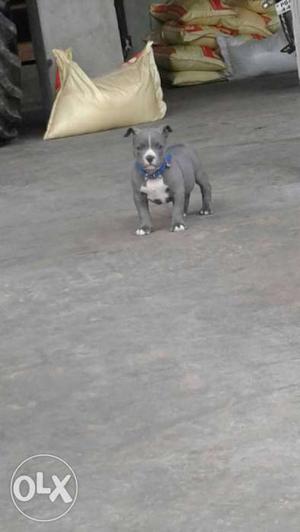 American bully blue color for sale 50 days