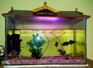 Aquarium with set in vadakkancherry