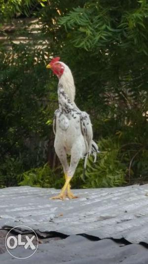Aseel rooster (2) 9months oldd