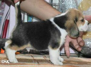 Beagle Puppies Extra Ordinary Specimens available