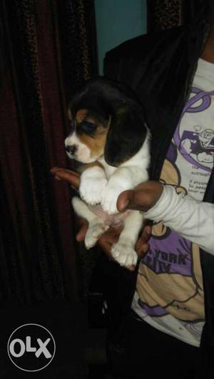 Beagle one month male puppy for sale contact only genuine
