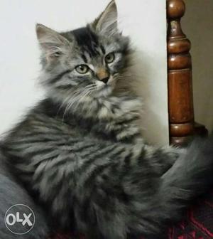 Beautiful, cute 11-week old kittens for sale- British Long