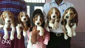Beautiful quality beagle pup's