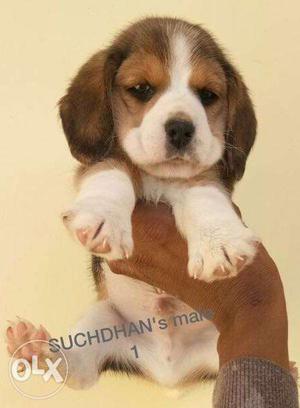 Begale puppies Extra ordinary SPECIMENS available