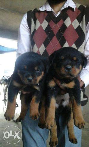 Best male and female in offer in rott