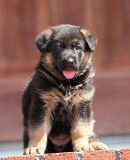 Best show quality cute German Shepherd Puppies Available