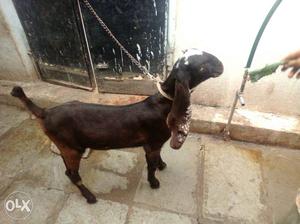 Black And Brown Anglo Nubian Goat