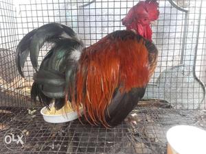 Black And Brown fancy rooster