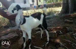 Black And White Jamnapari Goat